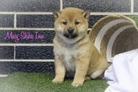 Macy Female ACA Shiba Inu $950