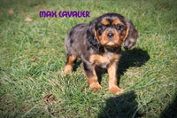 Max Male AKC Cavalier $1300