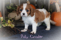 Polly Female Cavalier $425