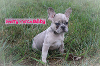 Sherry Female AKC French Bulldog $1300