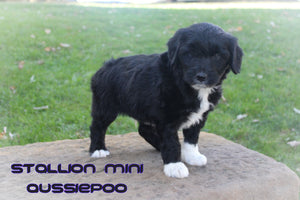 Mini Aussiepoo