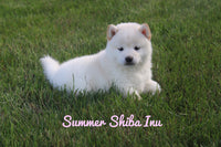 Summer Female AKC Shiba Inu $850