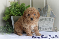 Lenny Male Mini Poodle $400