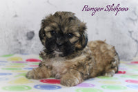 Ranger Male Shihpoo $1000