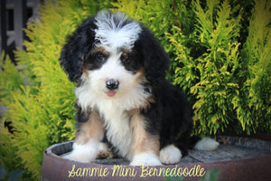 F1B Mini Bernedoodle