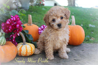 Sandy Female ICA Mini Poodle $800