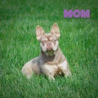 Sasha AKC Female French Bulldog $1250