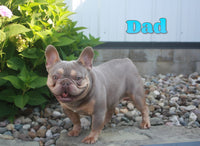 Sasha AKC Female French Bulldog $1250