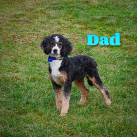 Romeo Male Mini Bernedoodle $1600