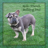 Pearl Female AKC French Bulldog $1595