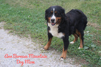 Tilly Female AKC Bernese Mountain Dog $650