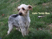 Stella Female Yorkshire Terrier $995