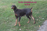 Gemma Female AKC Doberman Pinscher $650