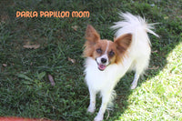 Dingo Male ICA Papillon $1000