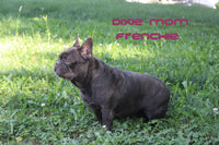 Susie Female AKC French Bulldog $1900