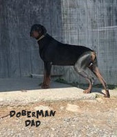 Zach Male AKC Doberman Pinscher $1200