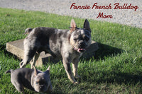 Jax Male AKC French Bulldog $1450