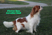 Oscar Male AKC Cavalier $650