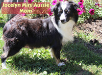 Topaz Male AKC Mini Australian Shepherd $400