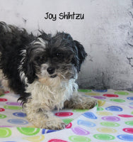 Charlie Male Shihpoo $845