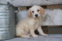 Millie Female Mini Labradoodle $299