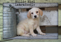 Millie Female Mini Labradoodle $299