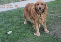 Grace Female AKC Golden Retriever $950