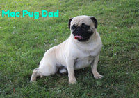 Jelly Bean Female AKC Pug $950