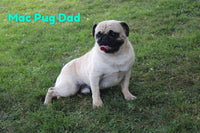 Louie Male AKC Pug $650