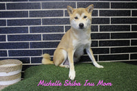 Macy Female ACA Shiba Inu $950