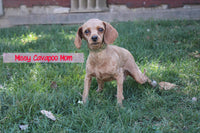 Rudy Male F1B Cavapoo $400