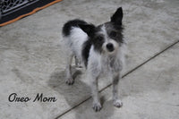 Ally Female Tori Fox Terrier Mix $550