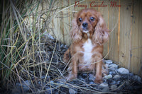 Max Male AKC Cavalier $1300