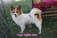 Pepper Male ICA Papillon $1000