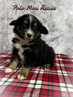 Polo Male Toy Australian Shepherd $800