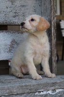 Millie Female Mini Labradoodle $299