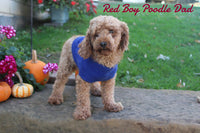 Sandy Female ICA Mini Poodle $800