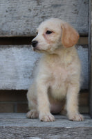 Millie Female Mini Labradoodle $299