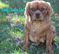 Denver Male AKC Cavalier $650