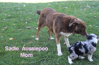 Stallion Male Mini Aussiepoo $795