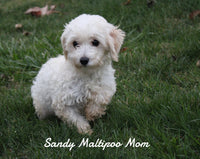 Sasha Female F1B Maltipoo $895