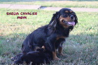 Polly Female Cavalier $425