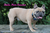 Kendra Female AKC French Bulldog $1150