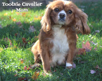 Ben Male AKC Cavalier $695