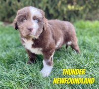 Thunder Male Newfoundland $2625