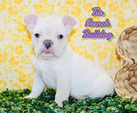 Tia Female AKC French Bulldog $1950