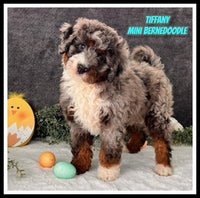 Tiffany Male Mini Bernedoodle $1250