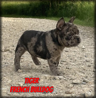 Tiger Male AKC French Bulldog $1850