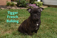 Tigger Male AKC French Bulldog $1150