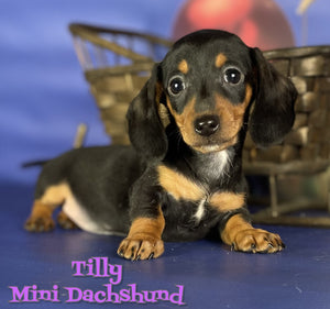 Mini Dachshund